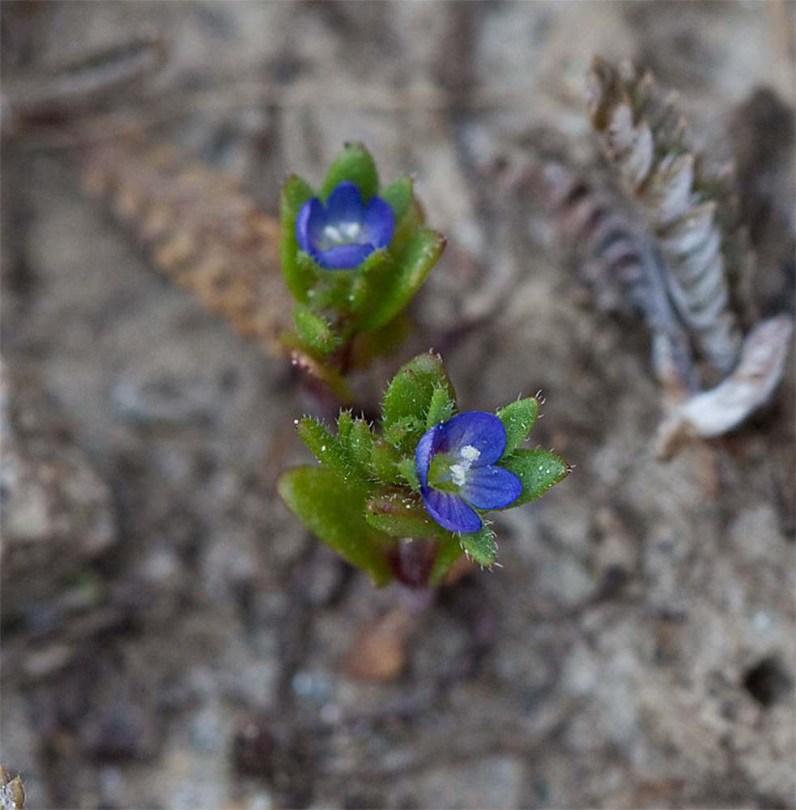 Tavaszi veronika - Veronica verna, Veronica verna, etnobotanika
